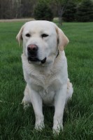 Long Lane Labs Labrador Retriever breeder