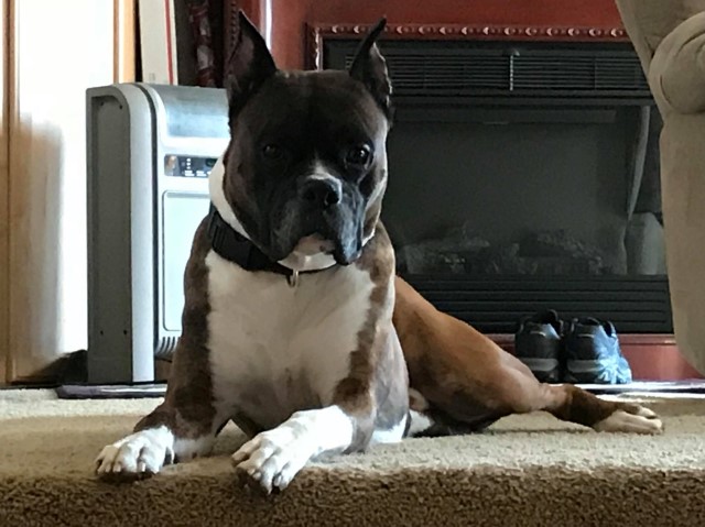 Rocky- Boxer stud