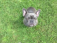 Trish Moss - French Bulldog Stud