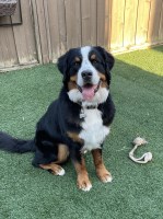 Nick Brenie - Bernese Mountain Dog Stud