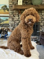 Raleigh Peterson - Poodle Miniature Stud