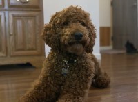 Derrek Joel - Poodle Standard Stud