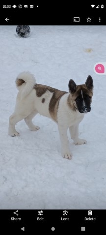 Akita Breeder 31601