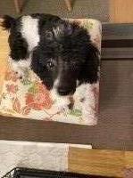 Wendy Yehezkely - Poodle Miniature Stud