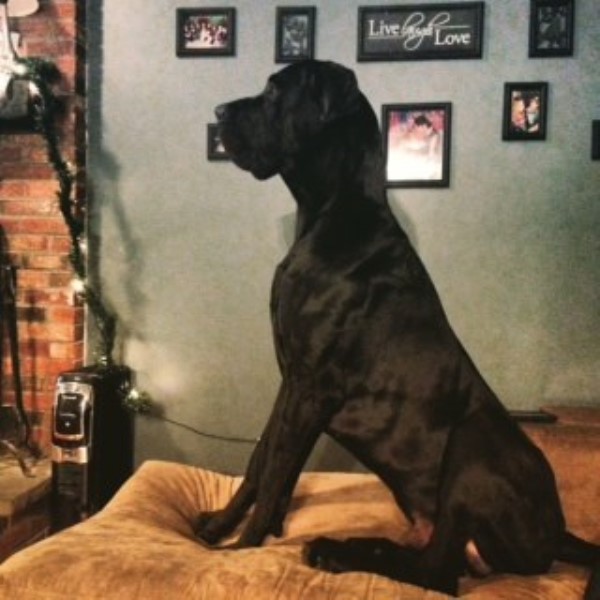 Mayflower Danes Great Dane Stud In Plymouth Massachusetts
