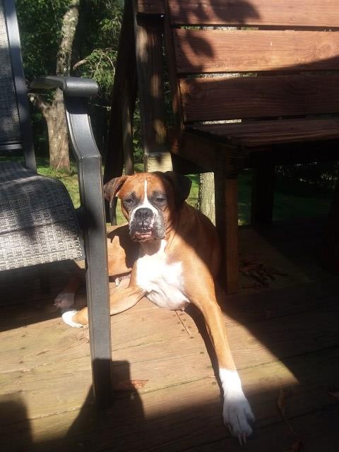 Boxer Breeder 22460