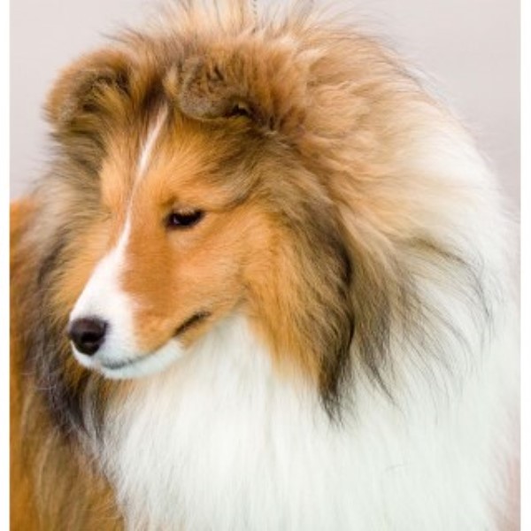 Adair Shetland Sheepdogs