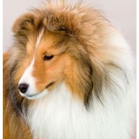 Adair Shetland Sheepdogs Shetland Sheepdog breeder