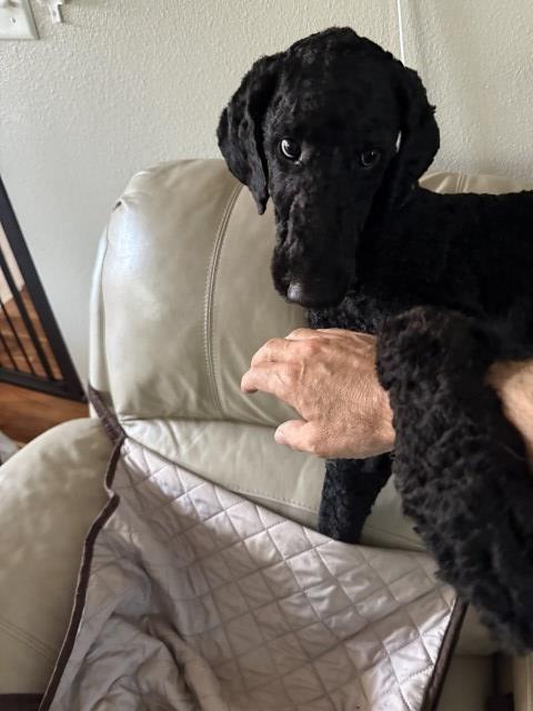 Poodle Standard Stud 31940