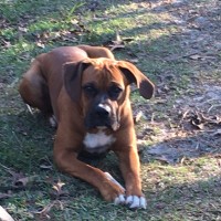 Daniel and Jennifer Marshall - Boxer Stud