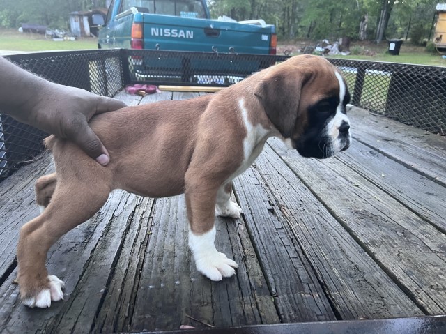 Boxer Breeder 31122