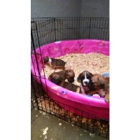 Hoosier Boxer Boxer breeder