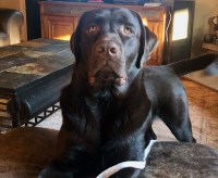 Lovin' Labs Labrador Retriever breeder