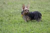 Evelyn - Yorkshire Terrier Breeder Yorkshire Terrier breeder