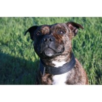 Gamestaff Staffords Staffordshire Bull Terrier breeder
