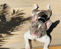 Nicholas - French Bulldog Stud