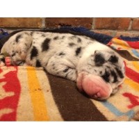 Vom Geliebete Bogart Great Dane breeder