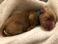 Elgin Cockapoos Cockapoo breeder