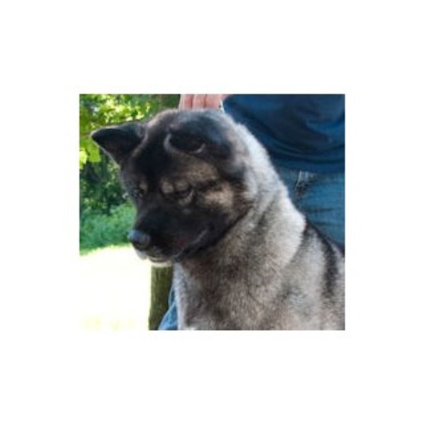 Akita Breeder 25201