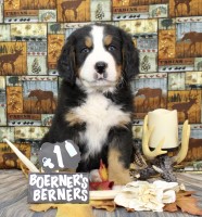 Boerner’s Berners Bernese Mountain Dog breeder