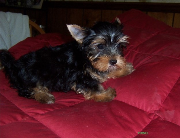 Yorkshire Terrier Stud 25899