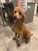 Amy Faulkner - Poodle Standard Stud