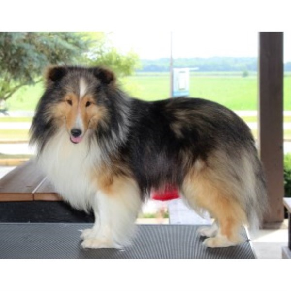 Shetland Sheepdog Stud 24879