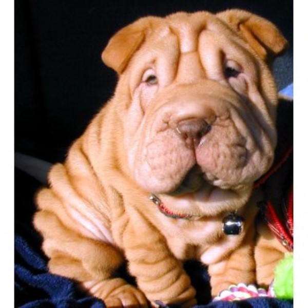 Chinese Shar Pei Breeder 23612