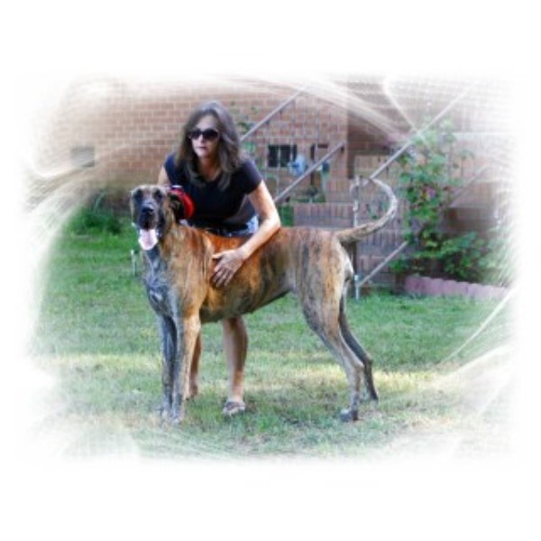 Great Dane Breeder 23779