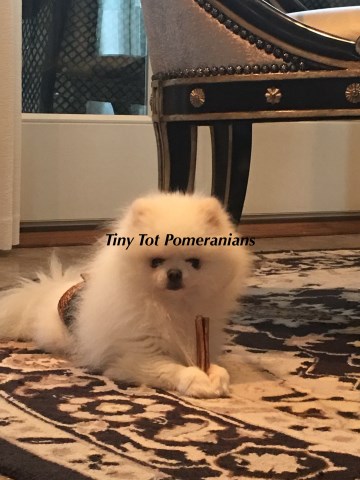 Tiny Tots Pomeranians