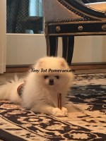 Tiny Tots Pomeranians