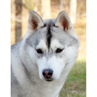 BellStar Kennel Siberian Husky breeder