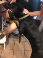 John  Glading - Doberman Pinscher Stud