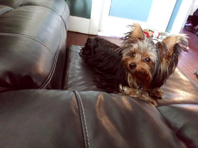 Yorkshire Terrier Stud 27394