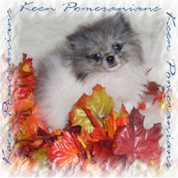 Pomeranian Breeder 21713