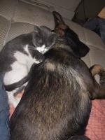 Victoria McKinney - German Shepherd Dog Stud