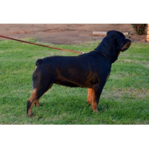 Rottweiler Breeder 23822