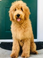 Natalie Garcia - Goldendoodle Stud
