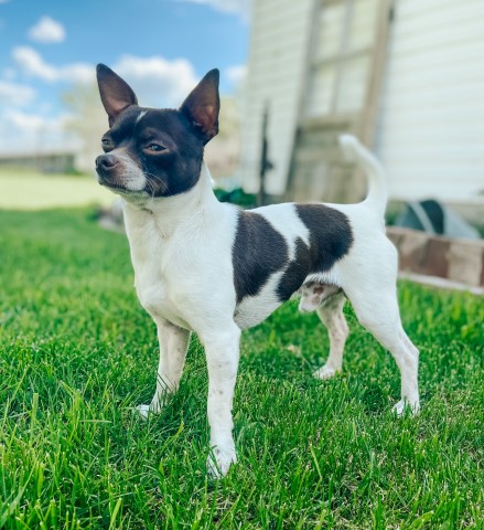 Little Paws Chihuahuas