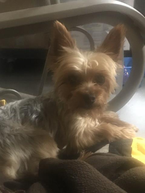 Yorkshire Terrier Stud 26763