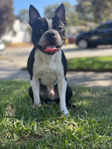 Boston Terrier Stud 31153