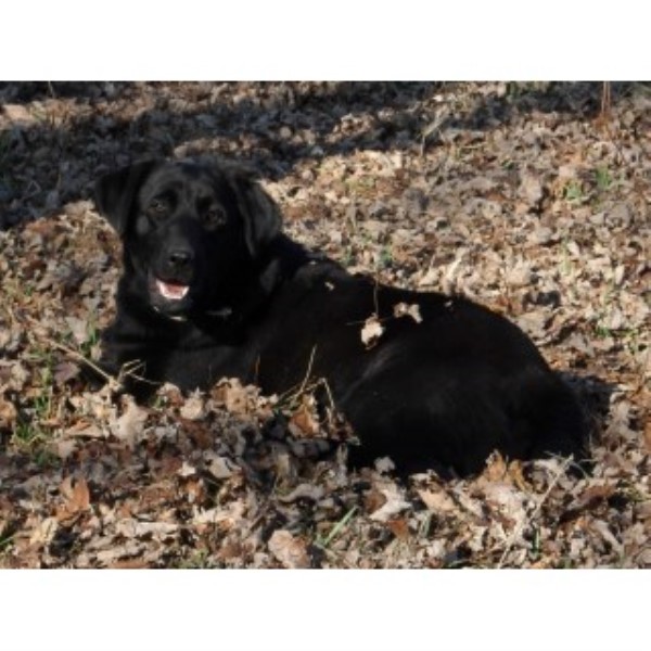 Labrador Retriever Breeder 25239