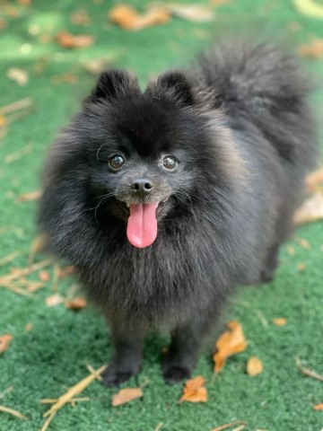 Pomeranian Stud 30642