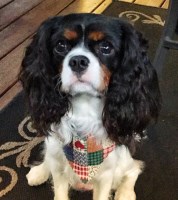 Donald OBryan - Cavalier King Charles Spaniel Stud