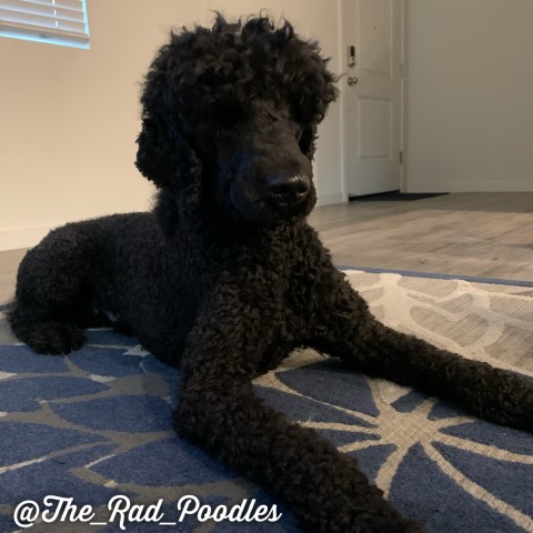 Poodle Standard Stud 29146