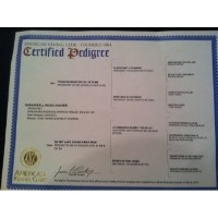 Rogo hunters Wirehaired Pointing Griffon breeder