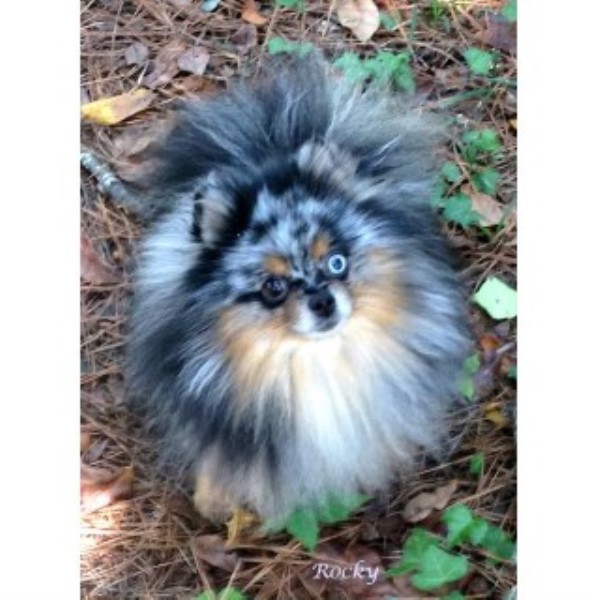 Pomeranian Breeder 13486