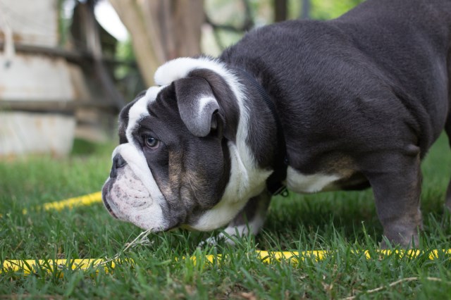 English Bulldog Stud 27122