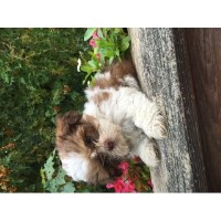 Yuliya - Shih Tzu Breeder Shih Tzu breeder