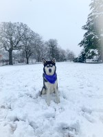 Caleb Fuller - Siberian Husky Stud